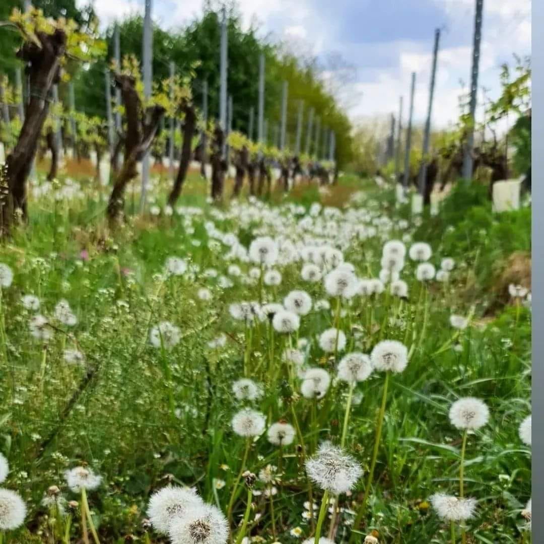 Alto Piemonte Wein