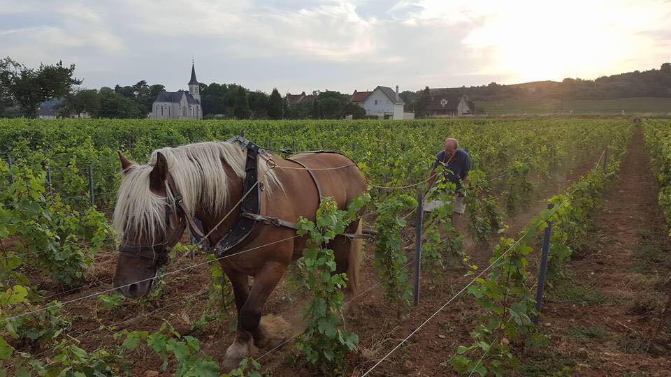 Burgund Antoine Lienhardt x Vinothek Freiheit